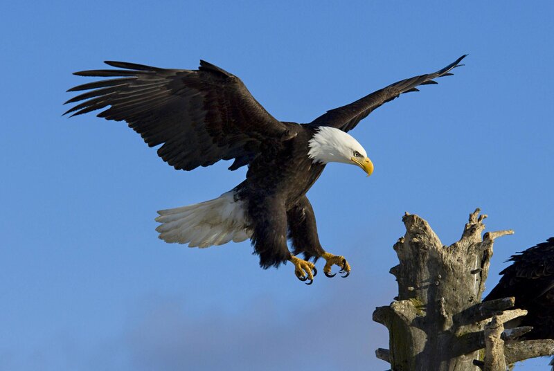 Bald Eagle in Flight — Blue, Dramatic, Afternoon, Photograph, Tree Stump, Sky
