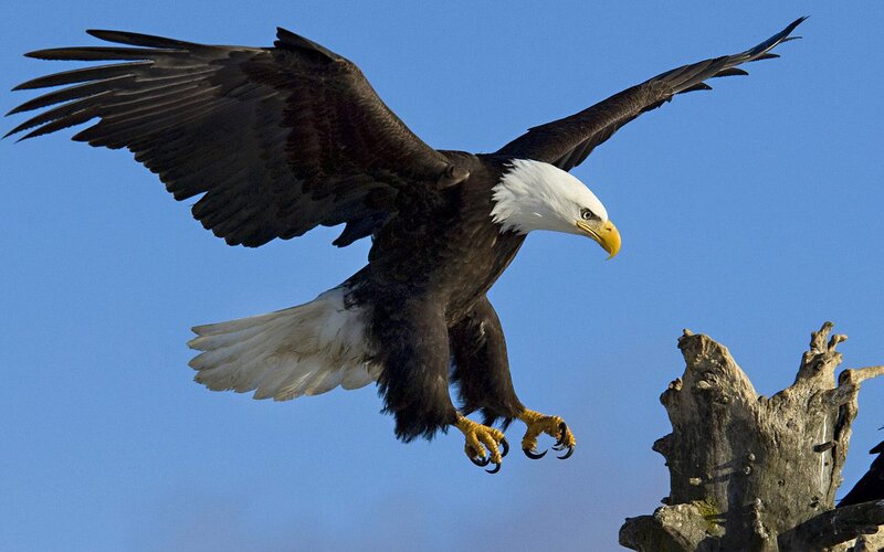 Bald Eagle in Flight — Blue, Dramatic, Afternoon, Photograph, Tree Stump