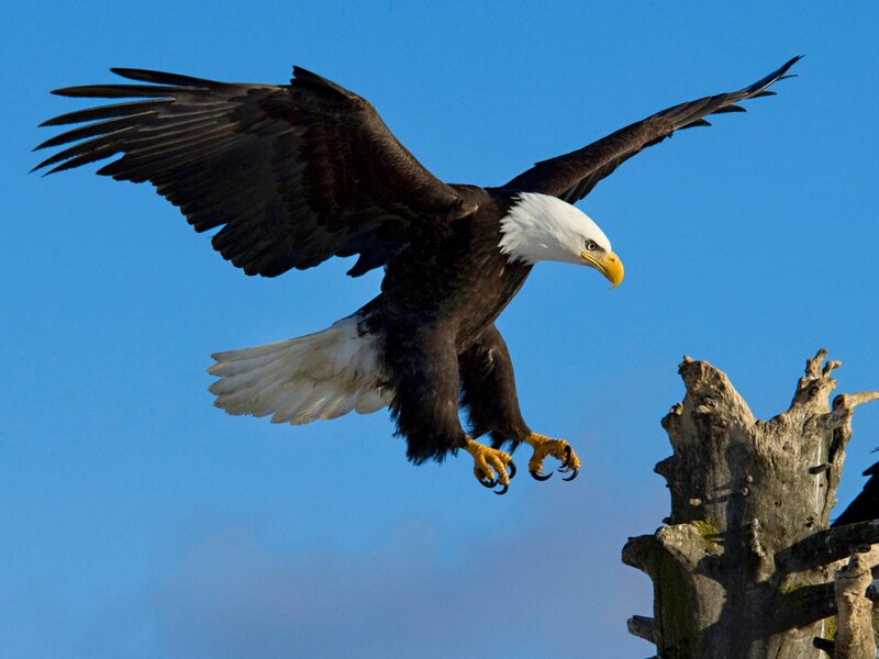 Bald Eagle in Flight — Blue, Dramatic, Afternoon