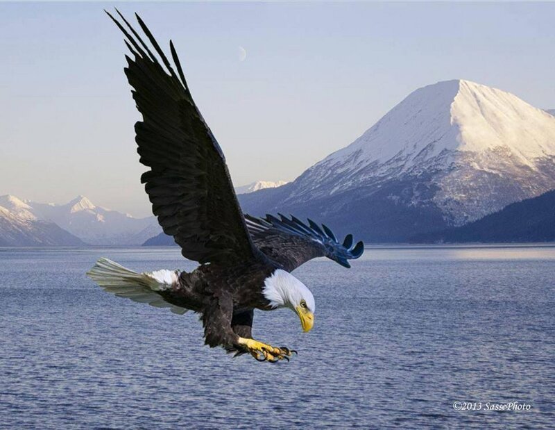 Bald Eagle in Flight — Blue, Dramatic, Morning, Photograph
