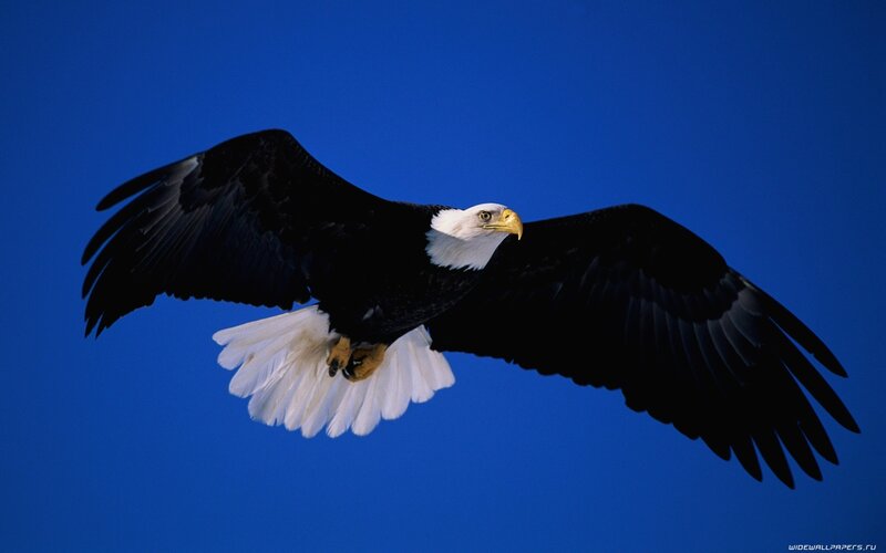 Bald Eagle in Flight — Blue, Dramatic, Photograph, Blue Sky, White