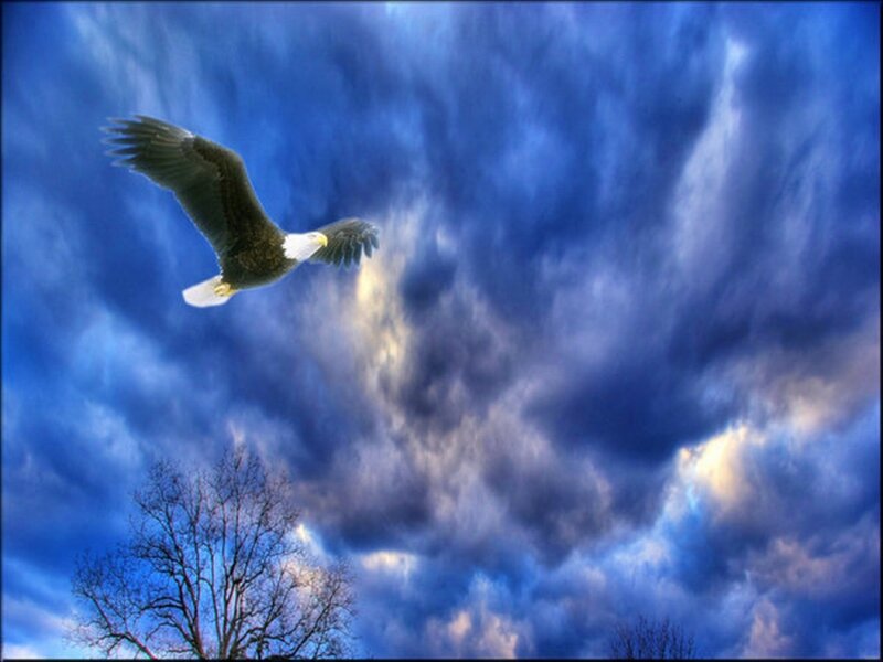 Bald Eagle in Flight — Blue, Dramatic, Photograph, Clouds