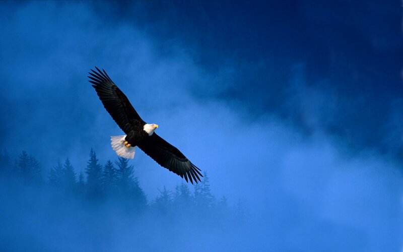 Bald Eagle in Flight — Blue, Dramatic, Photograph, Forest, Sky