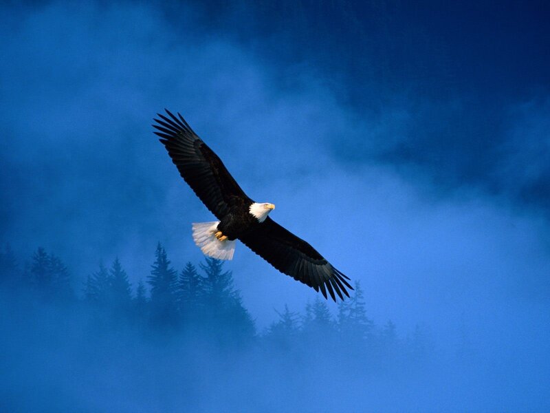 Bald Eagle in Flight — Blue, Dramatic, Photograph, Forest, Sky, Trees