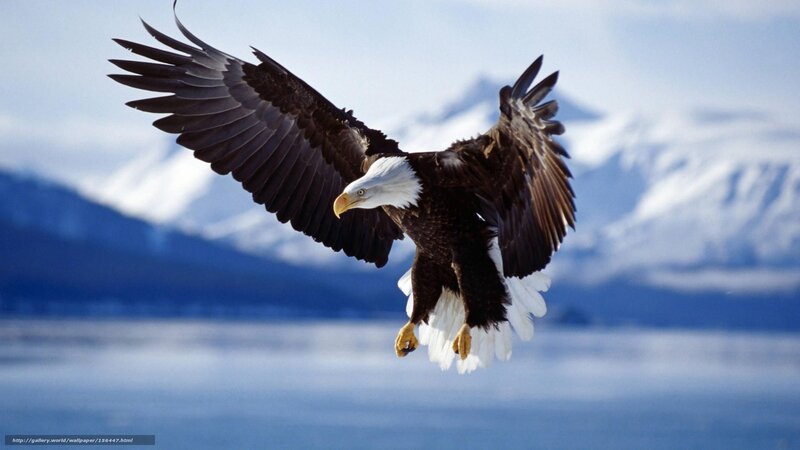Bald Eagle in Flight — Blue, Dramatic, Photograph, Mountains, Sky