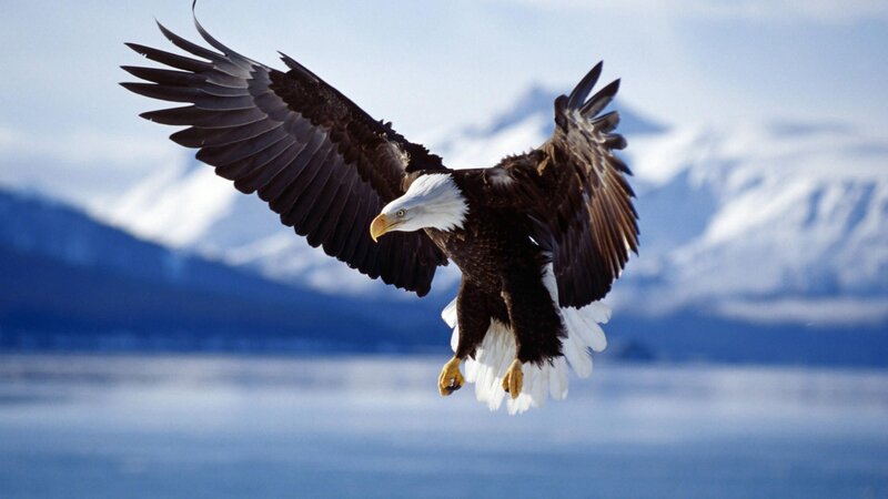 Bald Eagle in Flight — Blue, Dramatic, Photograph, Mountains