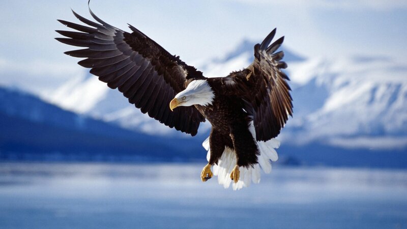 Bald Eagle in Flight — Blue, Dramatic, Photograph, Mountains, Water, Sky