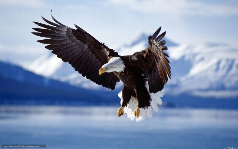 Bald Eagle in Flight — Blue, Dramatic, Photograph, Mountains, Water
