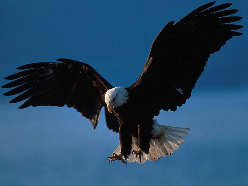 Bald Eagle in Flight — Blue, Dramatic, Photograph