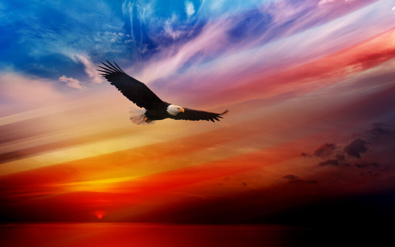 Bald Eagle in Flight — Blue, Dramatic, Sunset, Photograph, Sky, Sun