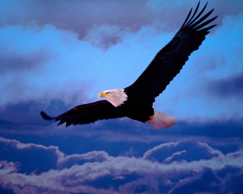 Bald Eagle in Flight — Blue, Dramatic, Sunset, Photograph, Sky