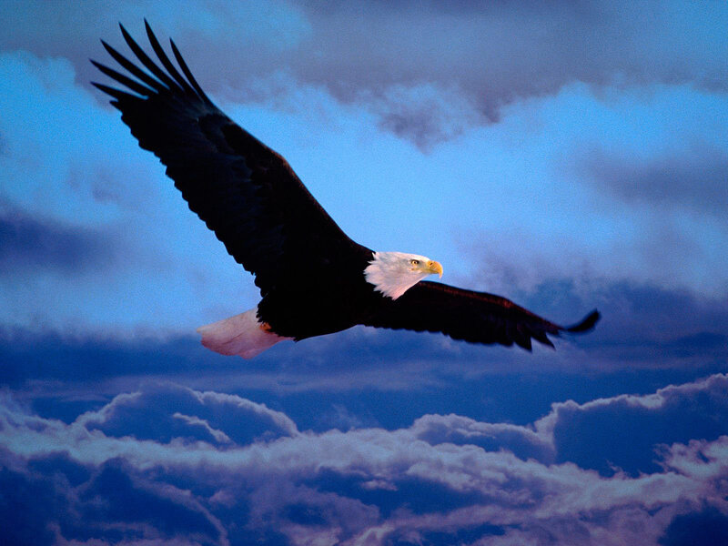 Bald Eagle in Flight — Blue, Dramatic, Sunset