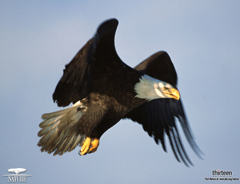 Bald Eagle in Flight — Blue, Dramatic