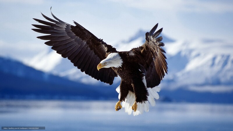 Bald Eagle in Flight — Blue, Dramatic, Winter, Photograph, Mountains, Sky