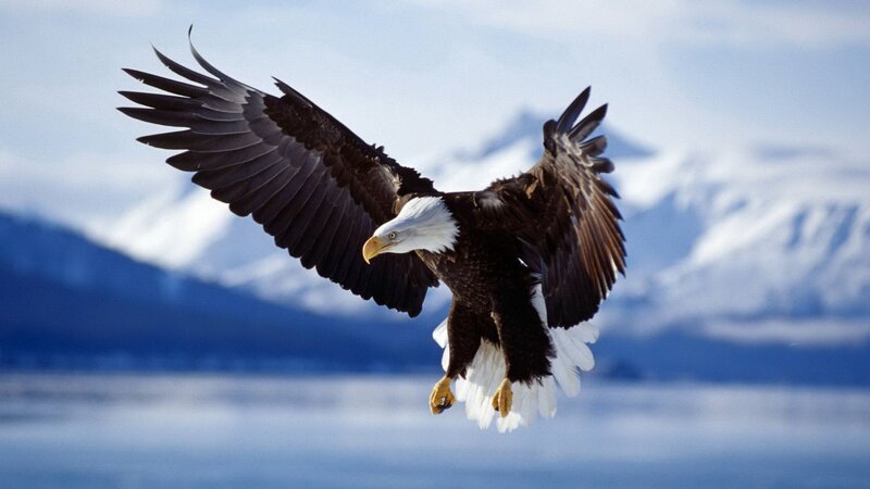 Bald Eagle in Flight — Blue, Dramatic, Winter, Photograph, Mountains
