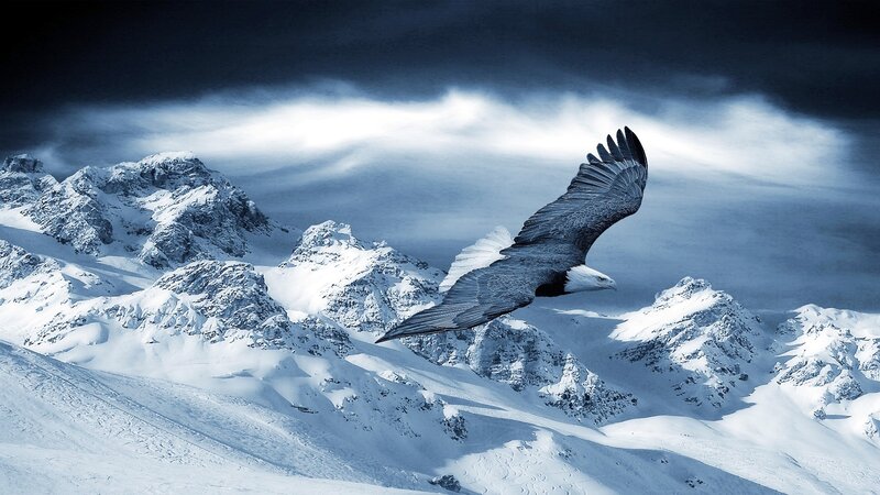 Bald Eagle in Flight — Blue, Dramatic, Winter, Photograph
