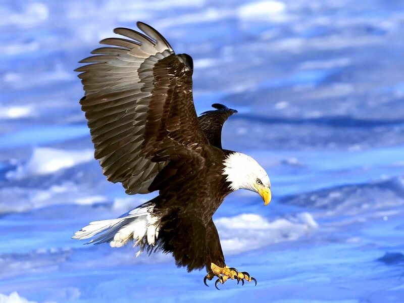 Bald Eagle in Flight — Blue, Dramatic, Winter, Photograph, Wings
