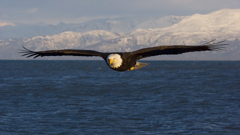 Bald Eagle in Flight — Blue, Dramatic, Winter