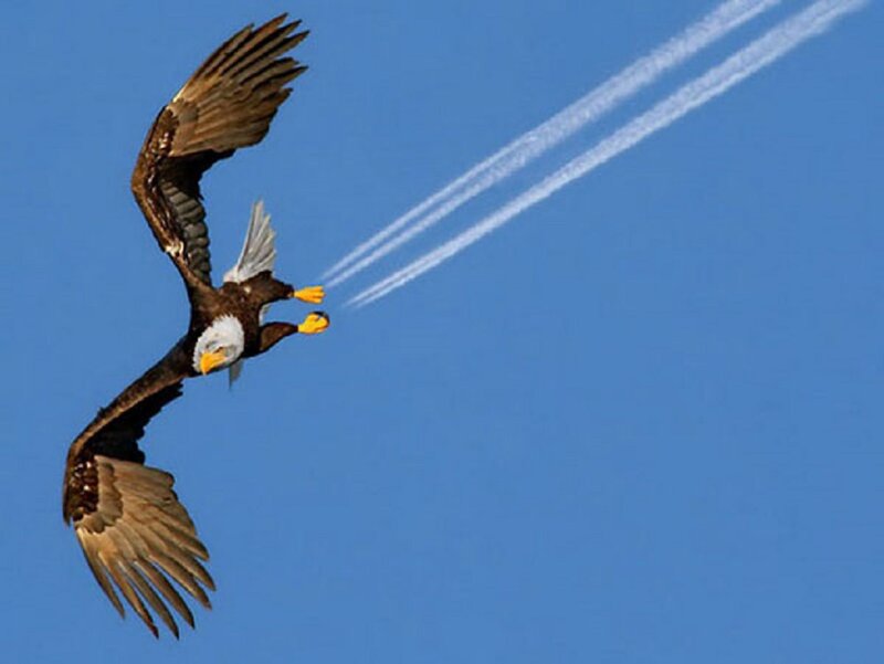 Bald Eagle in Flight — Blue, Dynamic, Afternoon, Photograph, Airplanes