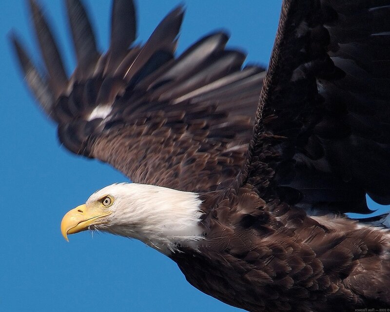 Bald Eagle in Flight — Blue, Dynamic, Afternoon, Photograph, Blue Sky, Brown