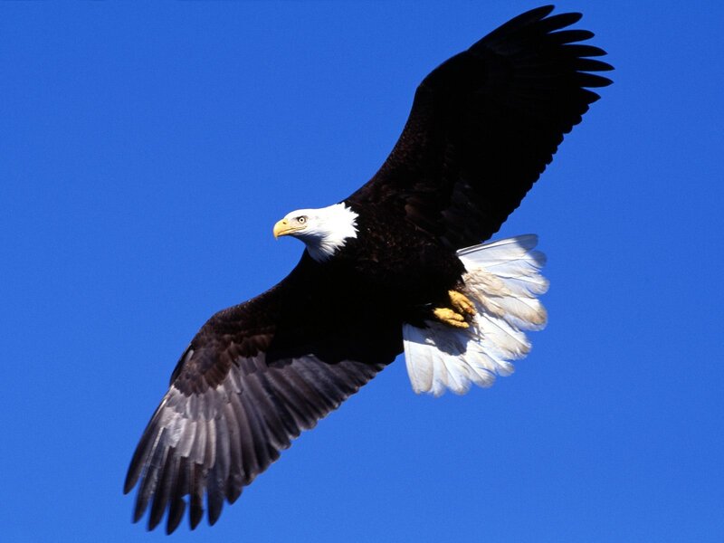 Bald Eagle in Flight — Blue, Dynamic, Afternoon, Photograph, Blue Sky