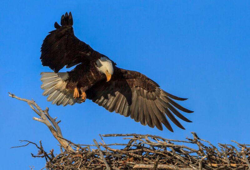 Bald Eagle in Flight — Blue, Dynamic, Afternoon, Photograph, Nest