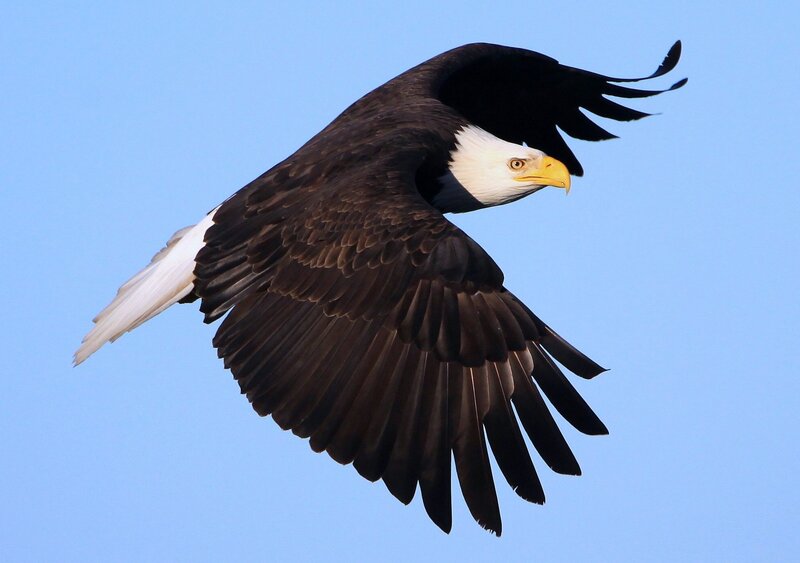 Bald Eagle in Flight — Blue, Dynamic, Afternoon, Photograph, Sky, Brown