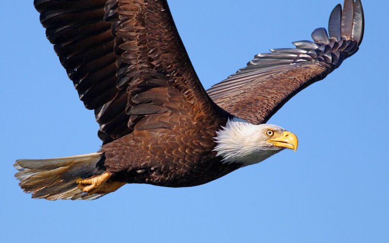 Bald Eagle in Flight — Blue, Dynamic, Afternoon, Photograph, Sky, Brown, White