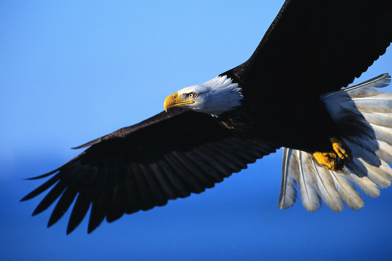 Bald Eagle in Flight — Blue, Dynamic, Afternoon, Photograph, Sky