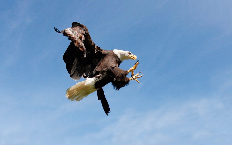Bald Eagle in Flight — Blue, Dynamic, Afternoon, Photograph, Sky, White, Brown
