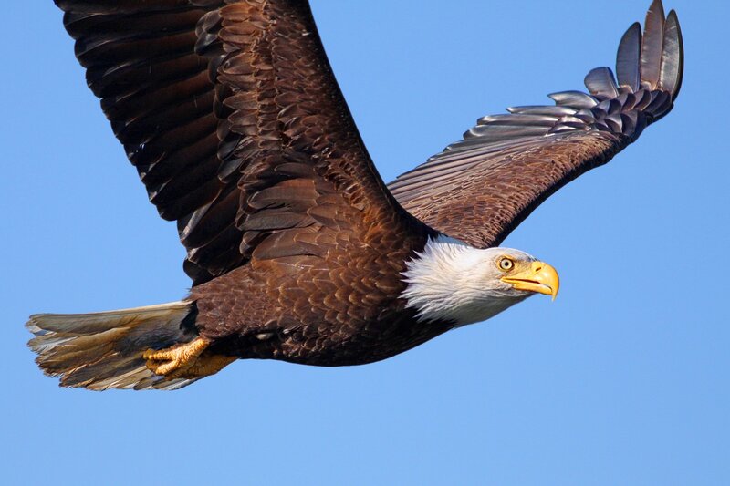 Bald Eagle in Flight — Blue, Dynamic, Afternoon, Photograph, Sky, Wings