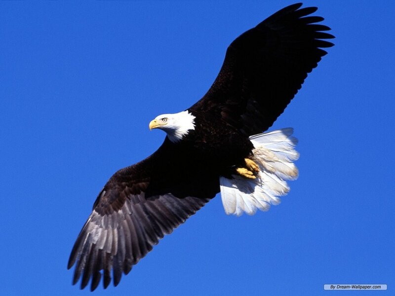 Bald Eagle in Flight — Blue, Dynamic, Afternoon, Photograph