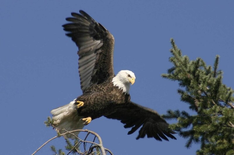 Bald Eagle in Flight — Blue, Dynamic, Afternoon, Photograph, Tree, Sky