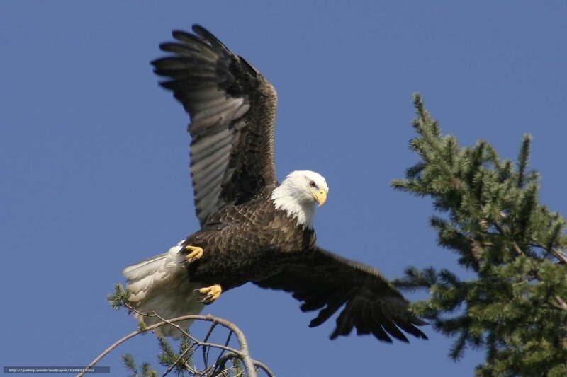 Bald Eagle in Flight — Blue, Dynamic, Afternoon, Photograph, Tree