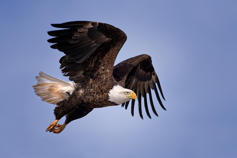 Bald Eagle in Flight — Blue, Dynamic, Afternoon, Photograph, Wings, Sky, Claws