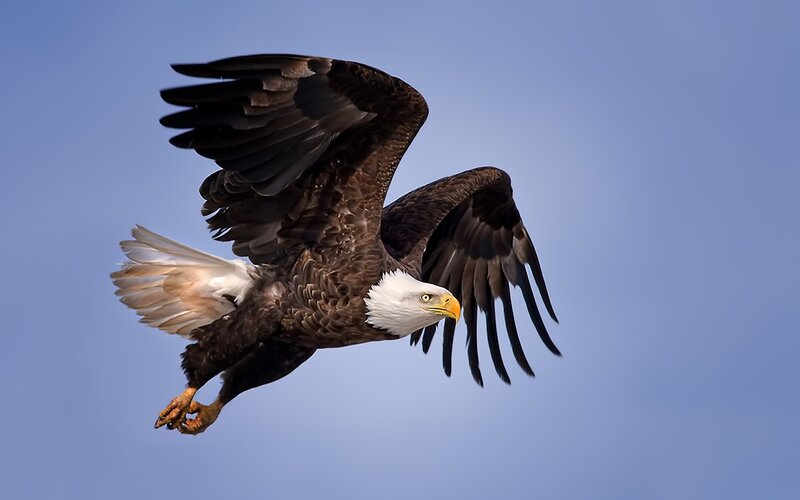 Bald Eagle in Flight — Blue, Dynamic, Afternoon, Photograph, Wings, Sky