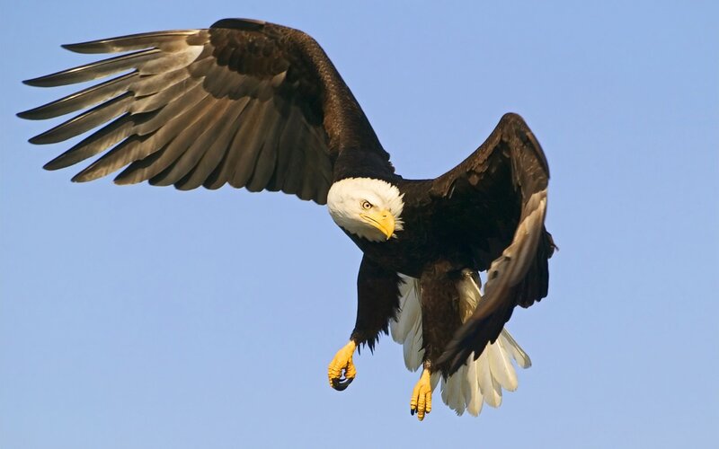 Bald Eagle in Flight — Blue, Dynamic, Afternoon, Photograph, Wings