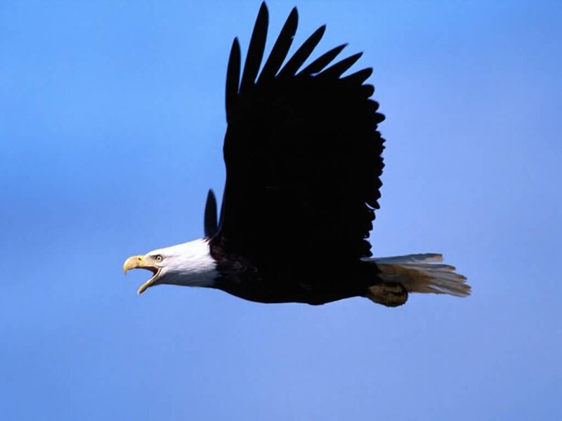 Bald Eagle in Flight — Blue, Dynamic, Afternoon