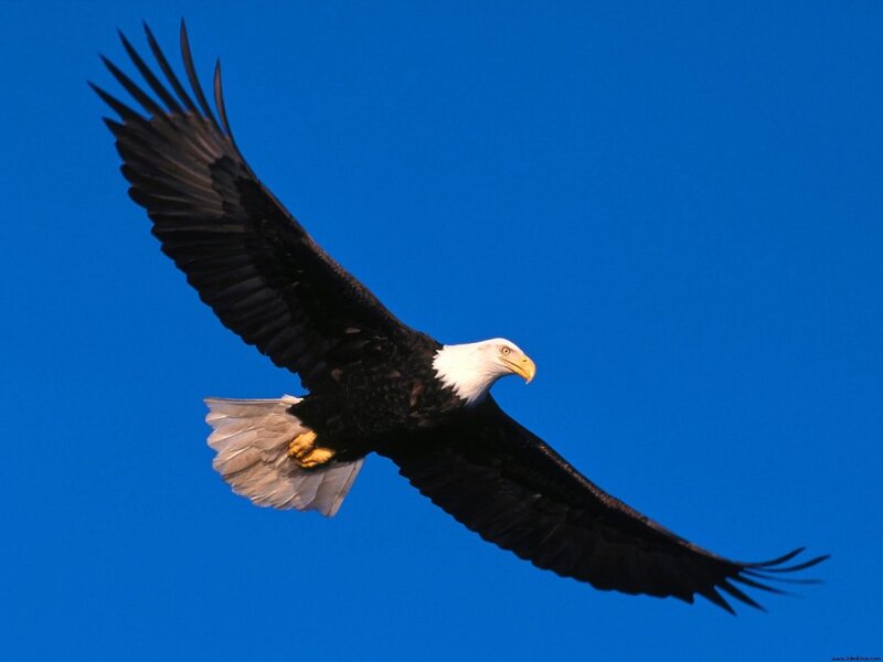 Bald Eagle in Flight — Blue, Dynamic, Photograph, Blue Sky