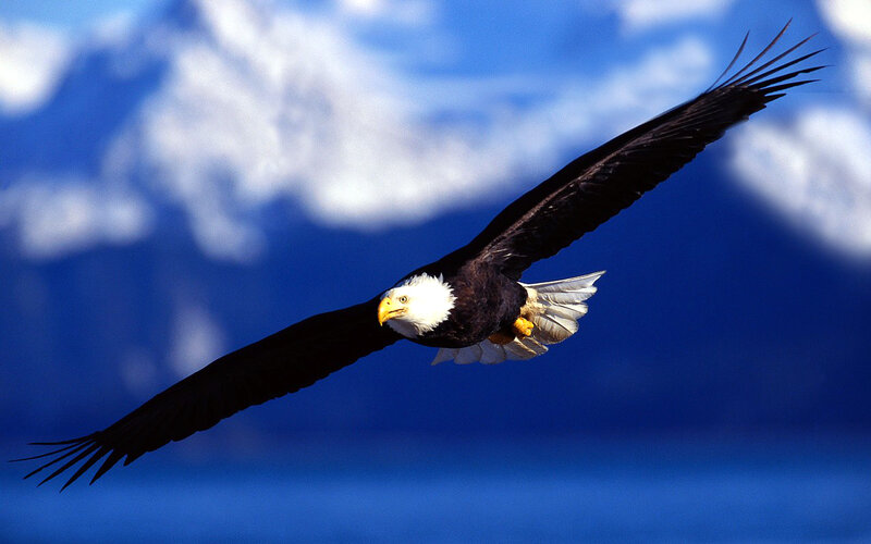 Bald Eagle in Flight — Blue, Dynamic, Photograph, Sky, Clouds
