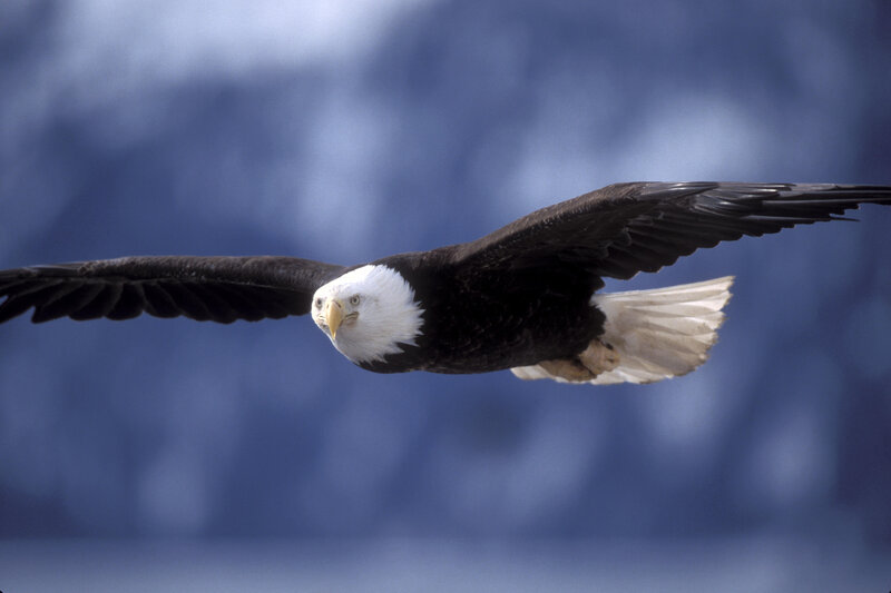 Bald Eagle in Flight — Blue, Dynamic, Photograph, Sky