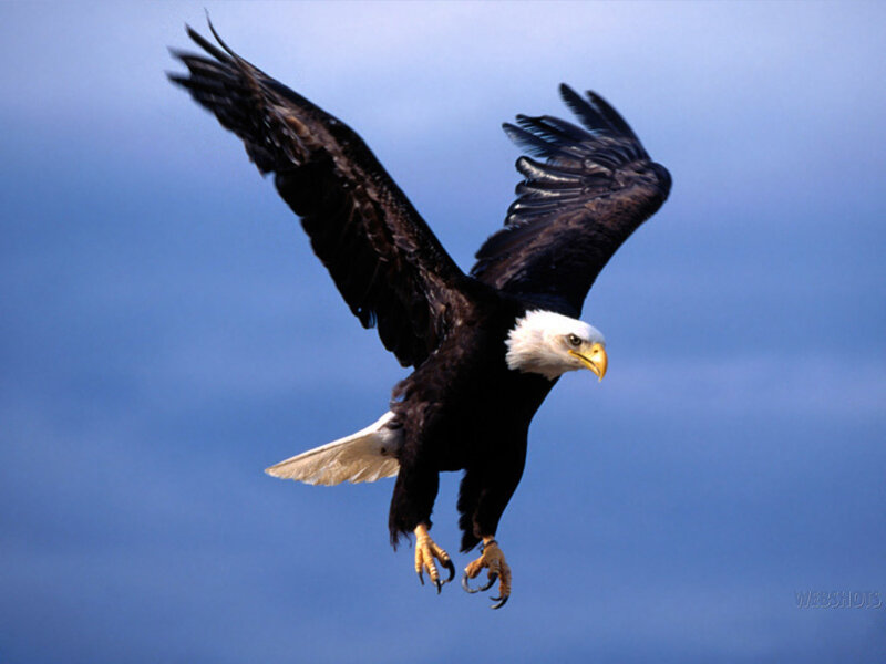 Bald Eagle in Flight — Blue, Dynamic, Photograph, Sky, Wings, Claws, White