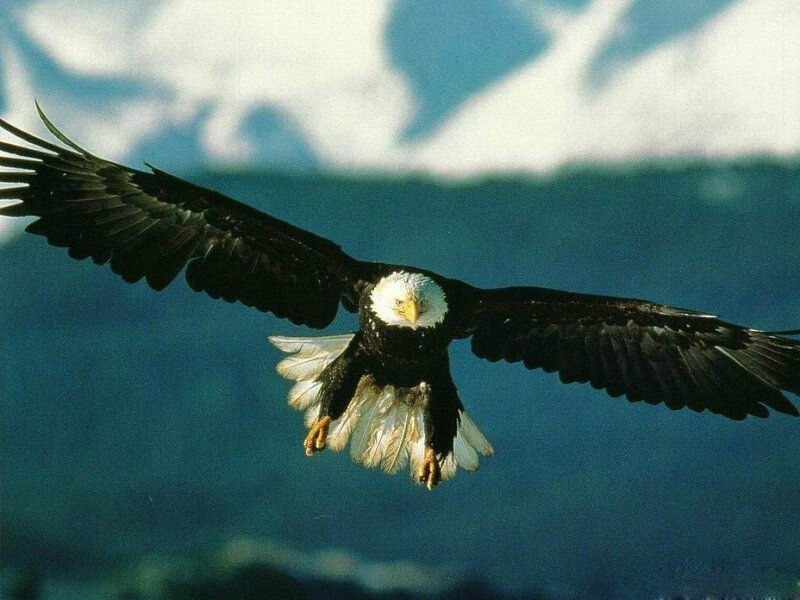 Bald Eagle in Flight — Blue, Dynamic, Photograph