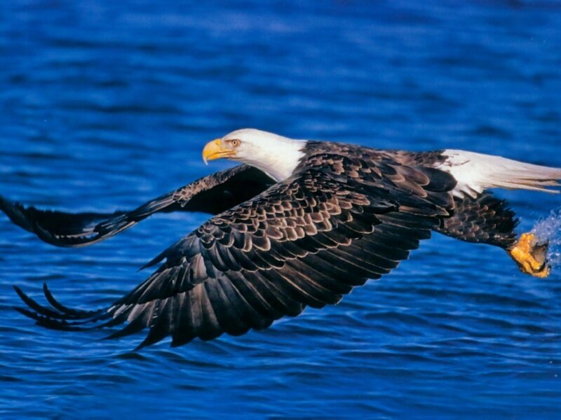 Bald Eagle in Flight — Blue, Dynamic, Photograph, Water, Sky