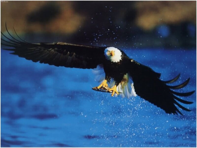 Bald Eagle in Flight — Blue, Dynamic, Photograph, Water