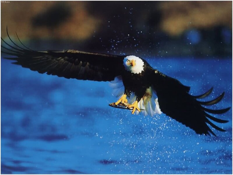 Bald Eagle in Flight — Blue, Dynamic, Photograph, Water, Wings