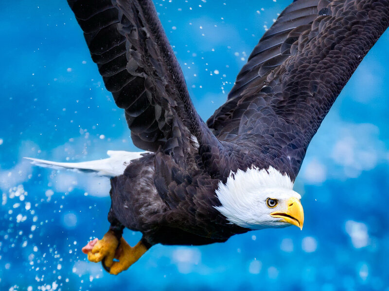 Bald Eagle in Flight — Blue, Dynamic, Photograph, Wings, Beak