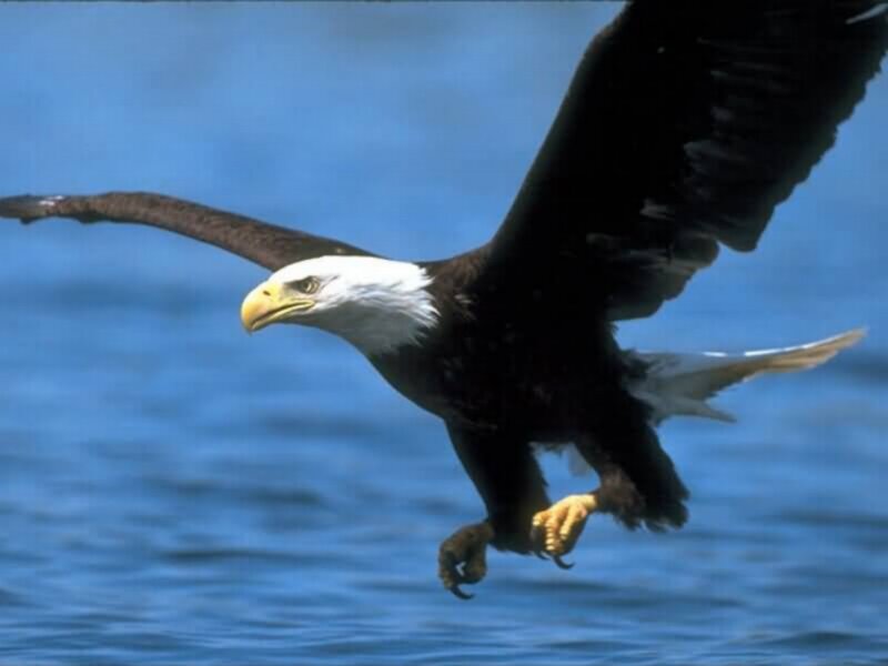 Bald Eagle in Flight — Blue, Dynamic, Photograph, Wings
