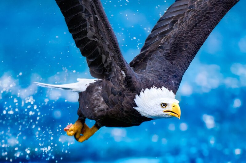 Bald Eagle in Flight — Blue, Dynamic, Photograph, Wings, Water