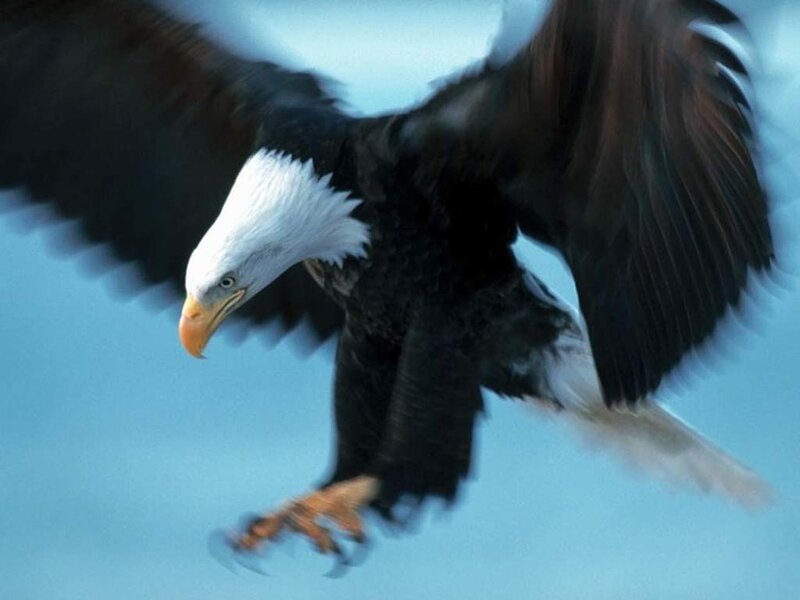 Bald Eagle in Flight — Blue, Dynamic